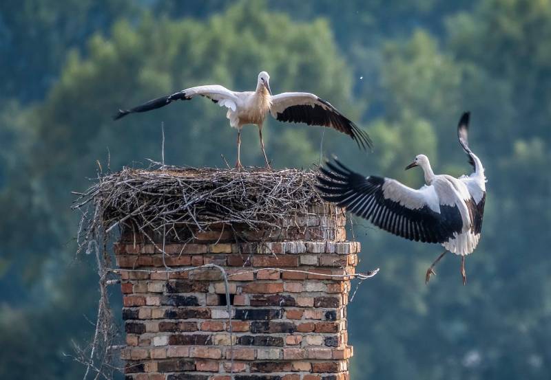 Professional Chimney Animal Removal Services in Garland, Texas