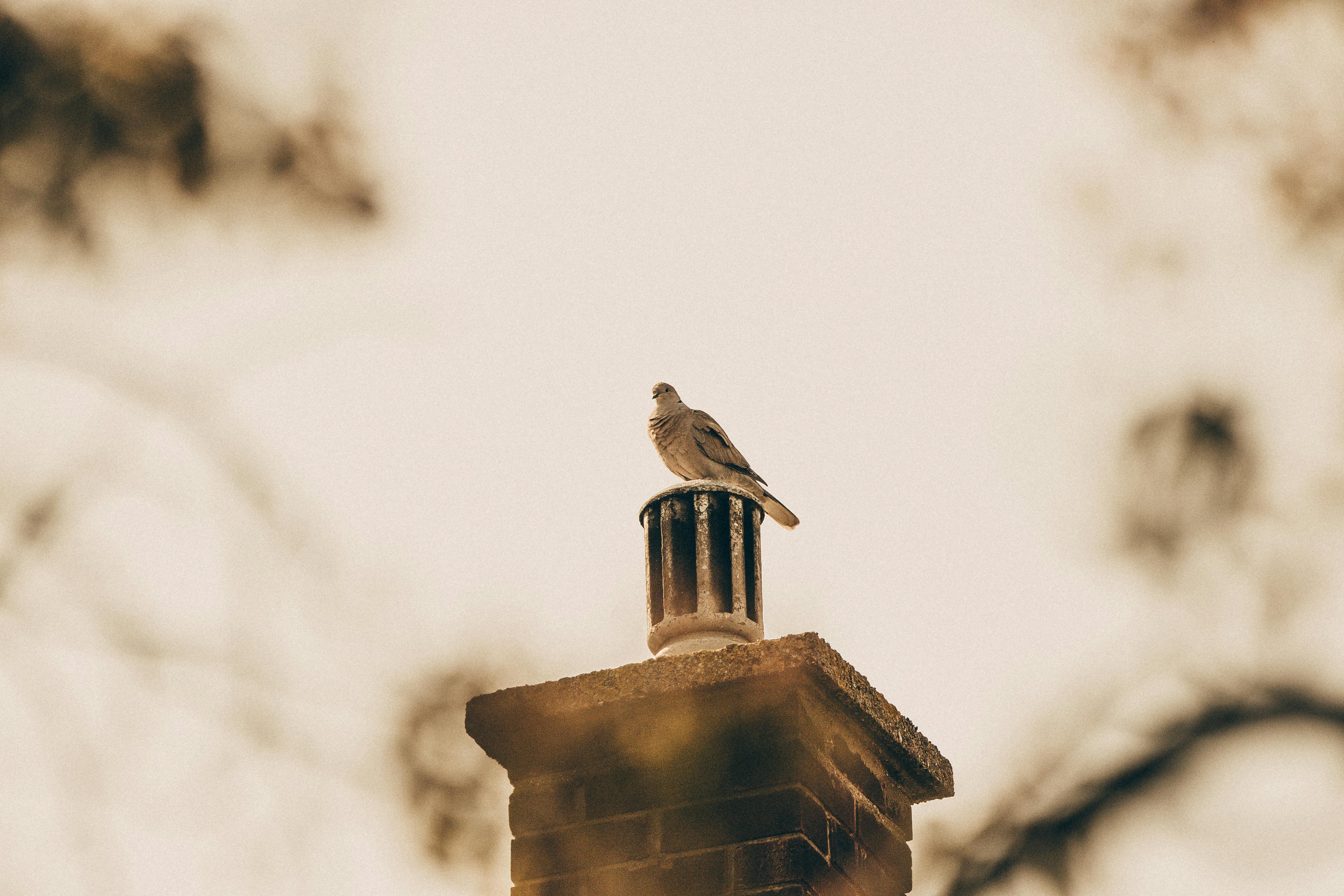 Quality Chimney Caps and Dampers Installation in Garland, TX Professional Chimney Cap and Damper In Garland Texas